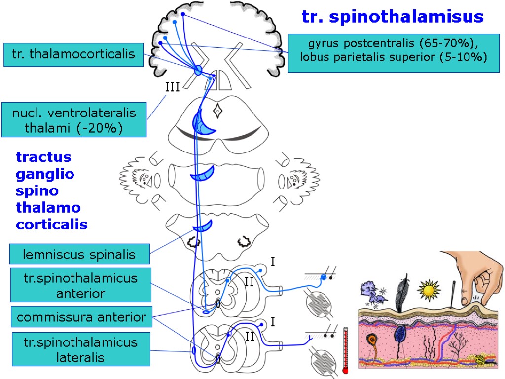 I II III I II tr. thalamocorticalis lemniscus spinalis tr.spinothalamicus anterior commissura anterior tr.spinothalamicus